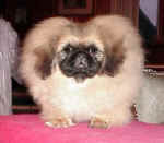 Teddy.JPG (12030 bytes)